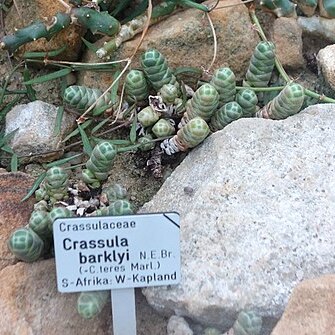 Crassula barklyi unspecified picture