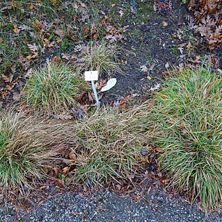 Sesleria insularis unspecified picture