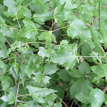 Acer tataricum subsp. semenovii unspecified picture