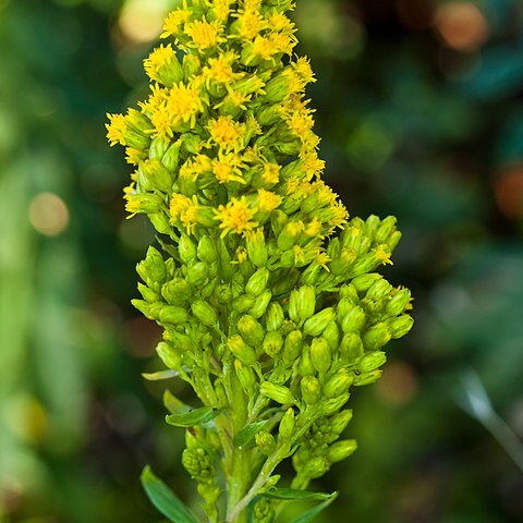 Solidago velutina subsp. californica unspecified picture