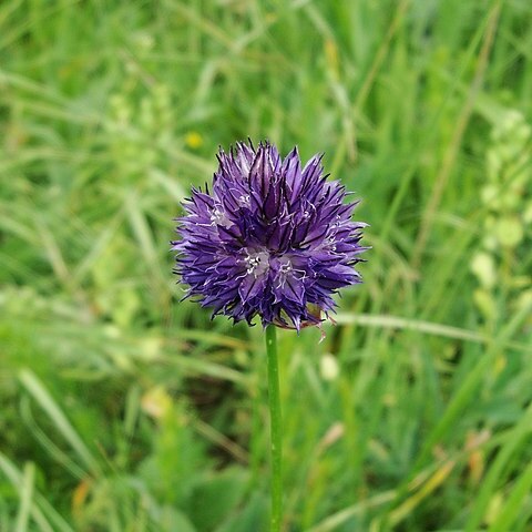 Allium aucheri unspecified picture