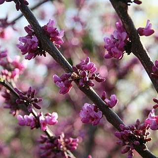 Cercis canadensis var. texensis unspecified picture