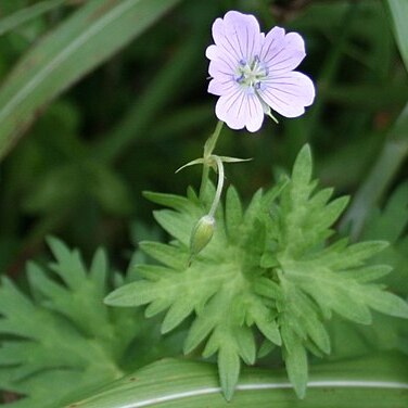 Geranium yesoense unspecified picture