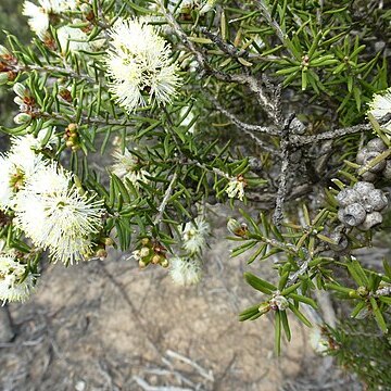 Melaleuca pauperiflora unspecified picture