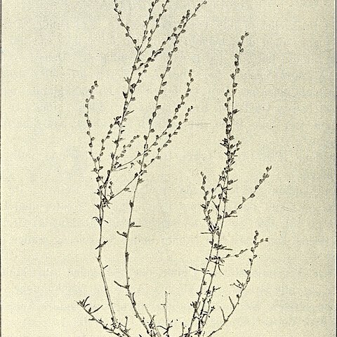 Salsola orientalis unspecified picture