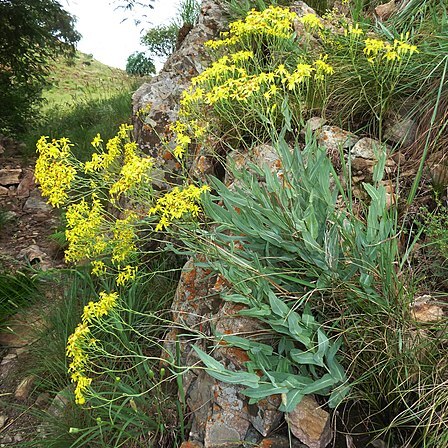 Senecio venosus unspecified picture