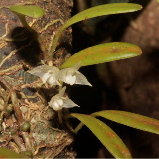 Bulbophyllum curranii unspecified picture