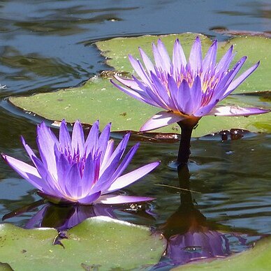 Nymphaea violacea unspecified picture