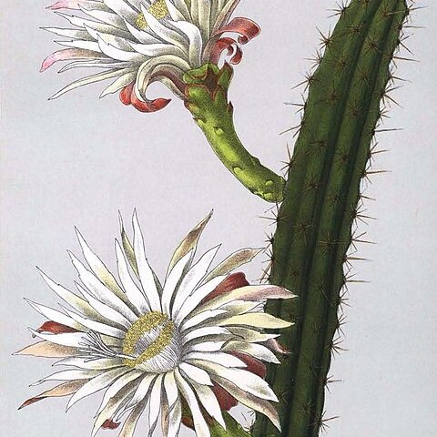 Praecereus saxicola unspecified picture