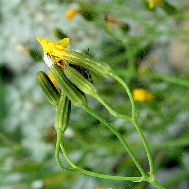 Chondrilla chondrilloides unspecified picture