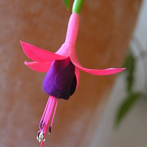 Fuchsia unspecified picture