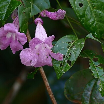 Bignonia neoheterophylla unspecified picture