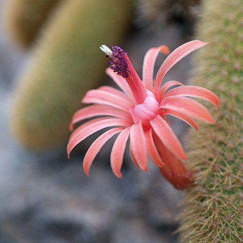 Cleistocactus winteri subsp. winteri unspecified picture