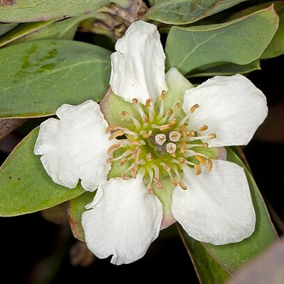 Crossosoma californicum unspecified picture