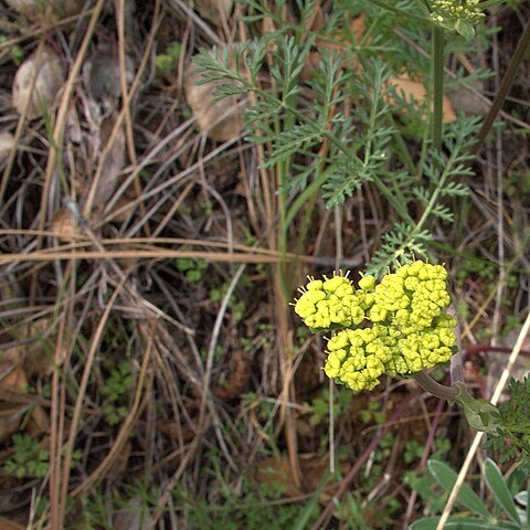 Lomatium caruifolium unspecified picture