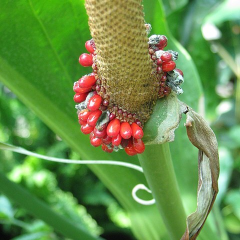 Anthurium wagenerianum unspecified picture