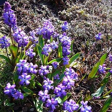 Hyacinthella glabrescens unspecified picture