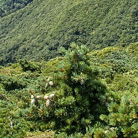 Pinus hakkodensis unspecified picture