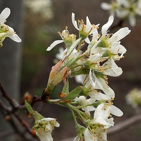 Amelanchier nantucketensis unspecified picture