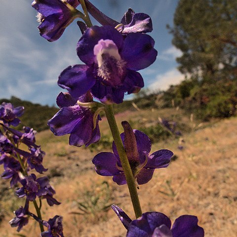 Delphinium uliginosum unspecified picture