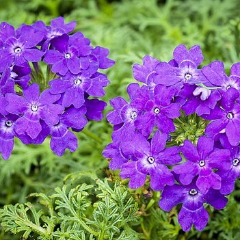 Verbena californica unspecified picture