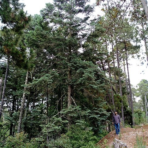 Abies durangensis unspecified picture