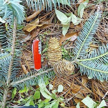 Abies durangensis unspecified picture