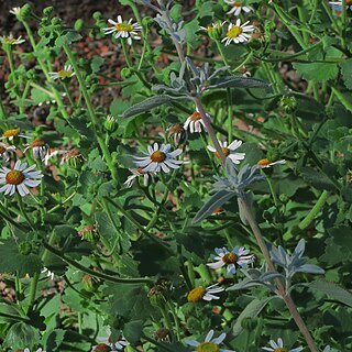 Amauria rotundifolia unspecified picture