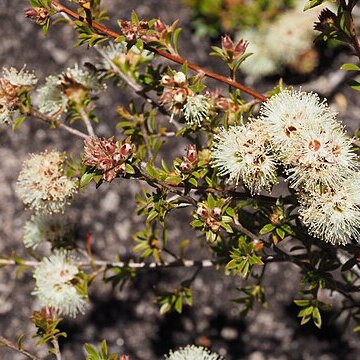 Kunzea bracteolata unspecified picture