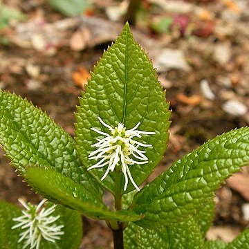 Chloranthus fortunei unspecified picture