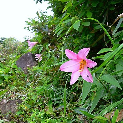 Lilium rubellum unspecified picture