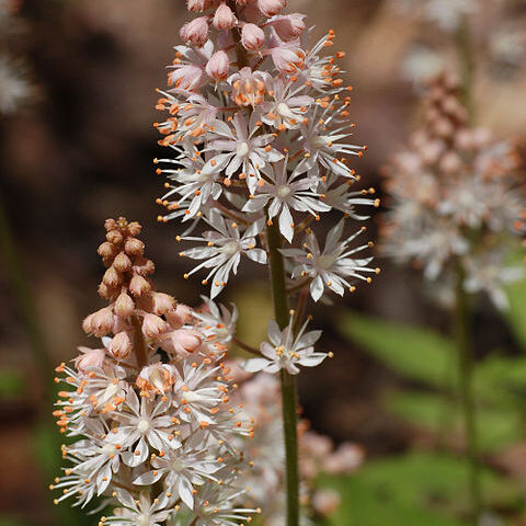 Tiarella unspecified picture