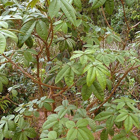 Vitex hypoleuca unspecified picture