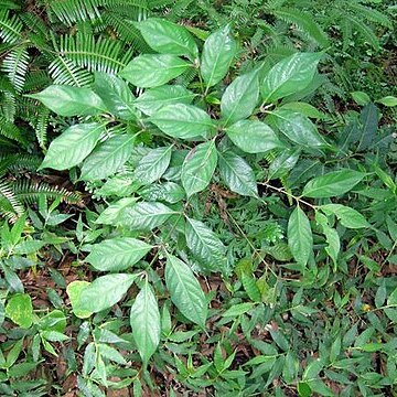 Lasianthus unspecified picture