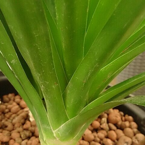 Dracaena cambodiana unspecified picture