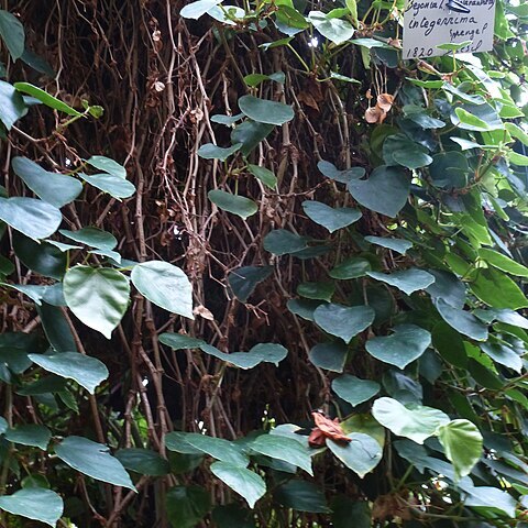 Begonia integerrima unspecified picture