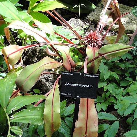 Aechmea tayoensis unspecified picture