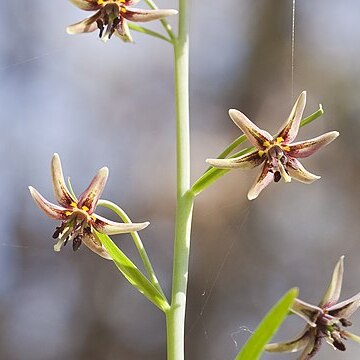 Fritillaria brandegeei unspecified picture