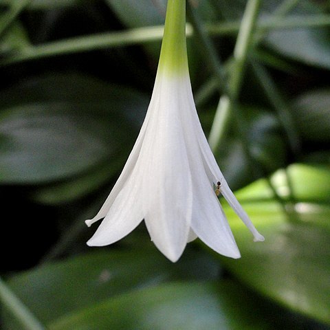 Eucrosia aurantiaca unspecified picture