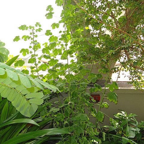 Hibiscus greenwayi unspecified picture