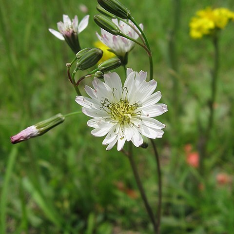 Ixeris chinensis unspecified picture