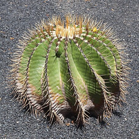 Ferocactus schwarzii unspecified picture