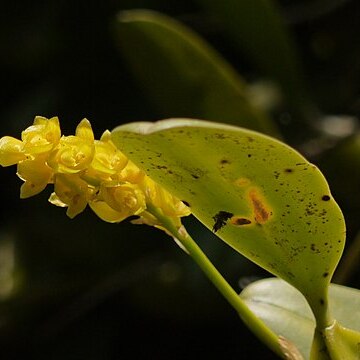 Bulbophyllum rosemarianum unspecified picture