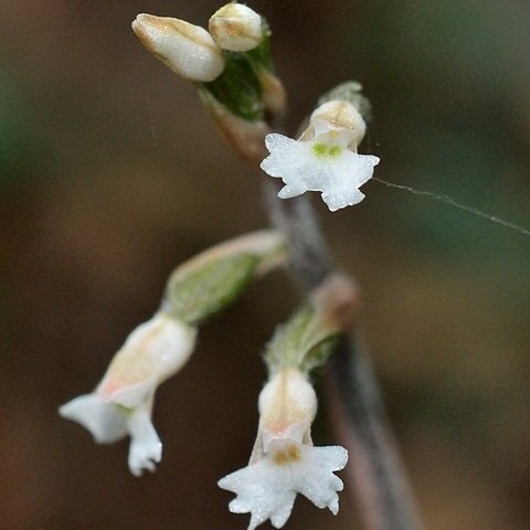 Cheirostylis liukiuensis unspecified picture