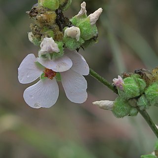 Malacothamnus densiflorus unspecified picture