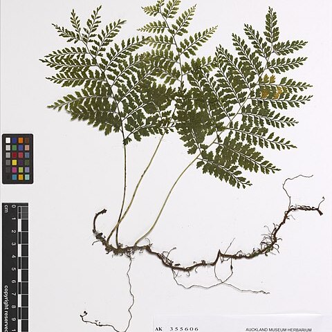 Teratophyllum unspecified picture