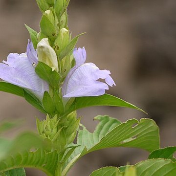 Calacanthus unspecified picture