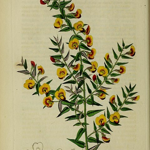 Bossiaea cinerea unspecified picture