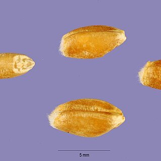 Triticum carthlicum unspecified picture