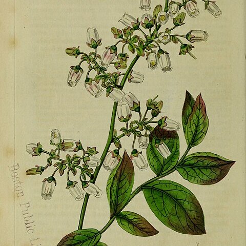 Vaccinium amoenum unspecified picture